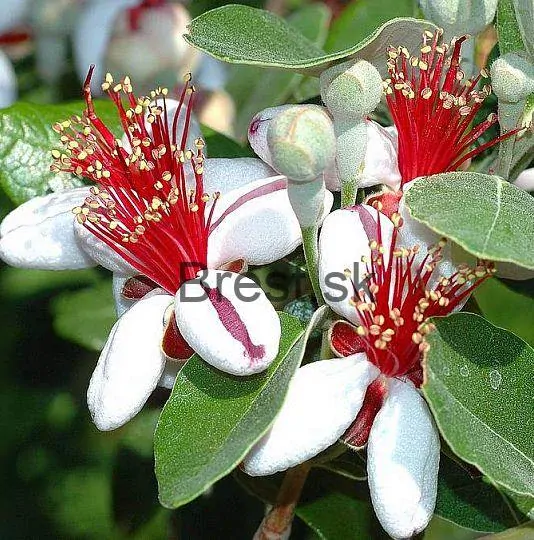 Acca Sellowiana Feijoa